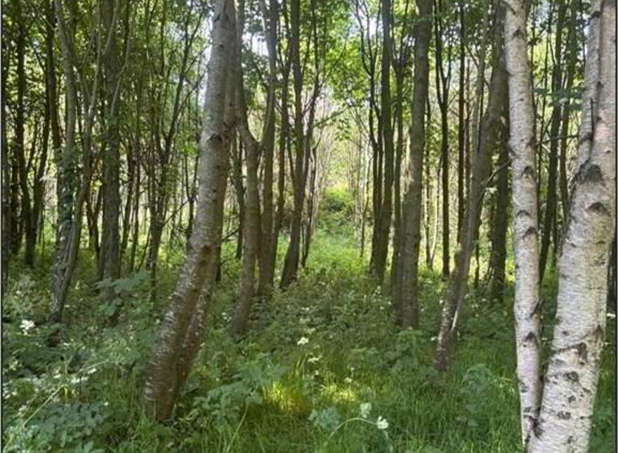 Circa 41 Acres Of Land, Bishopscourt Road