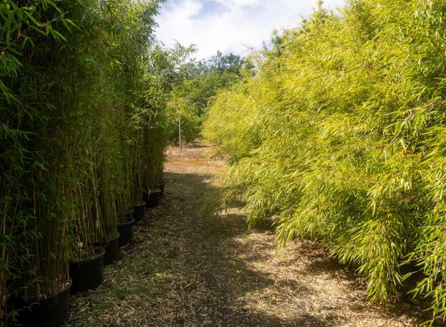 Stam's Bamboo Nursery Ltd, Ballinwillin, Lismore, P51DK12