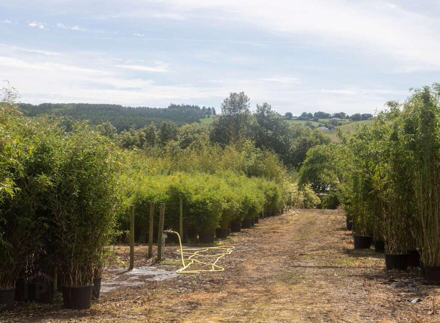 Stam's Bamboo Nursery Ltd, Ballinwillin, Lismore, P51DK12