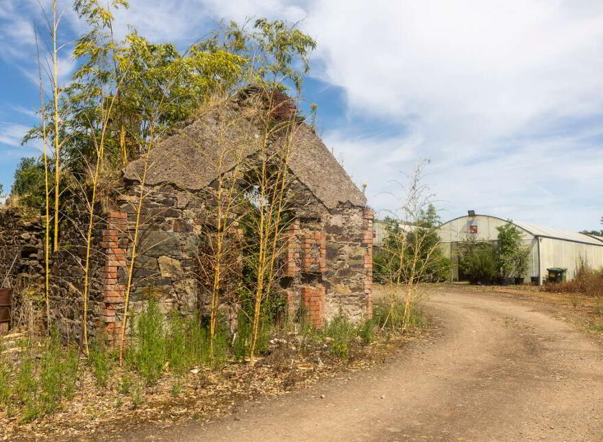 Stam's Bamboo Nursery Ltd, Ballinwillin, Lismore, P51DK12