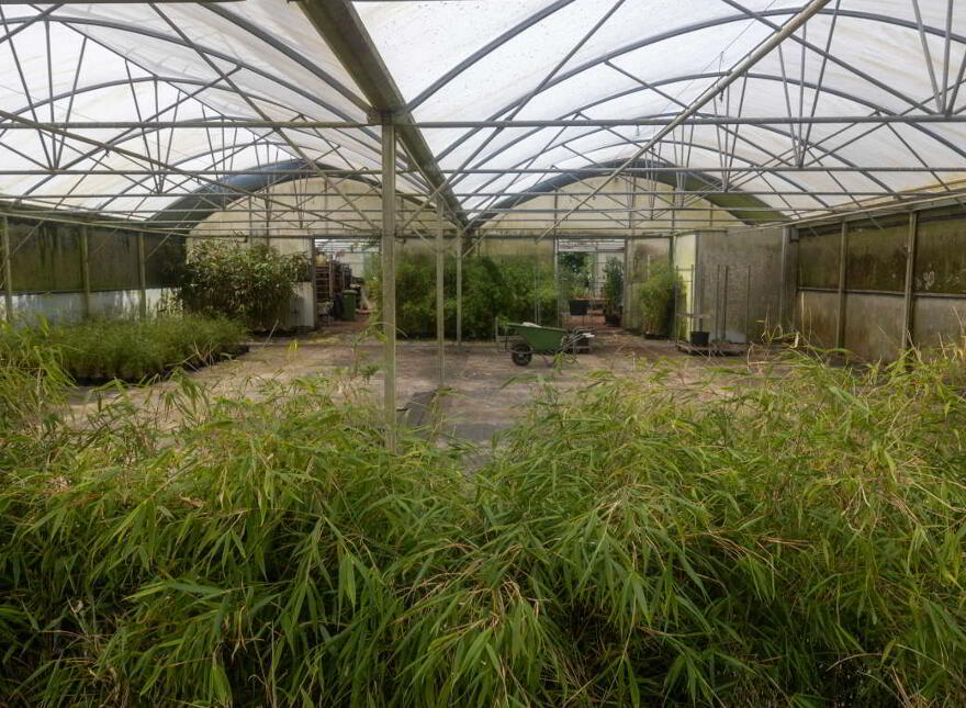 Stam's Bamboo Nursery Ltd, Ballinwillin, Lismore, P51DK12