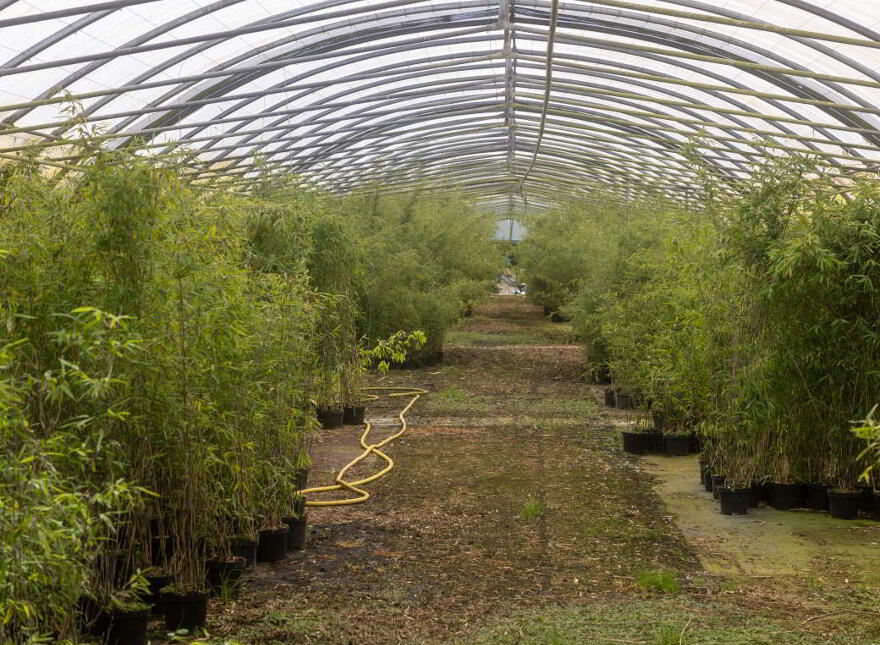 Stam's Bamboo Nursery Ltd, Ballinwillin, Lismore, P51DK12