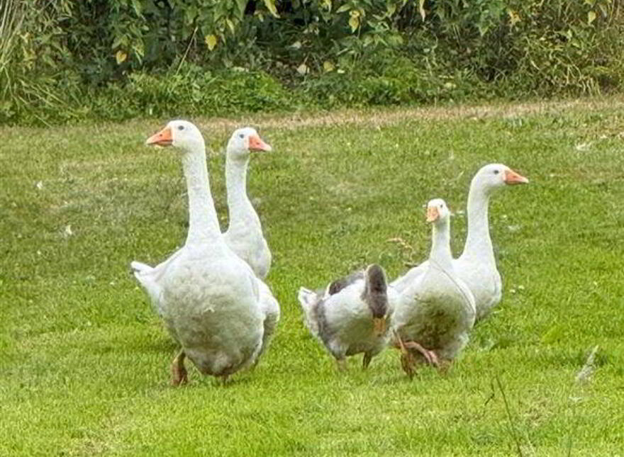 Rose Cottage, Roosky, Ballaghaderreen, F45XC44