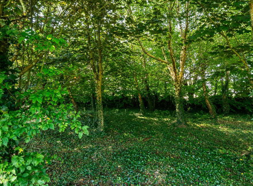 Killeely More, Kilcolgan, H91X2FW