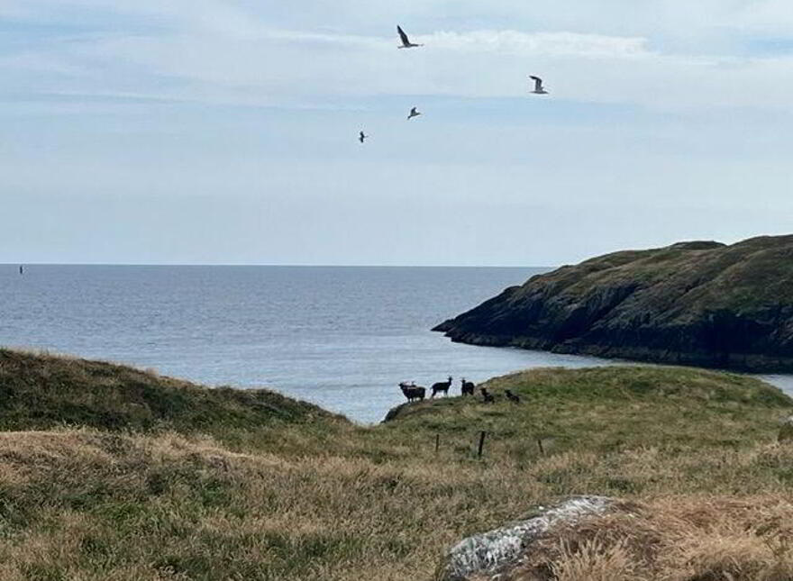 Goat Island, Schull