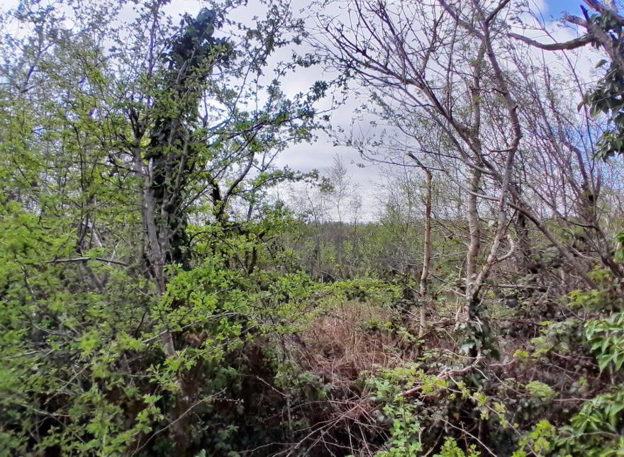 Knocks, Swinford