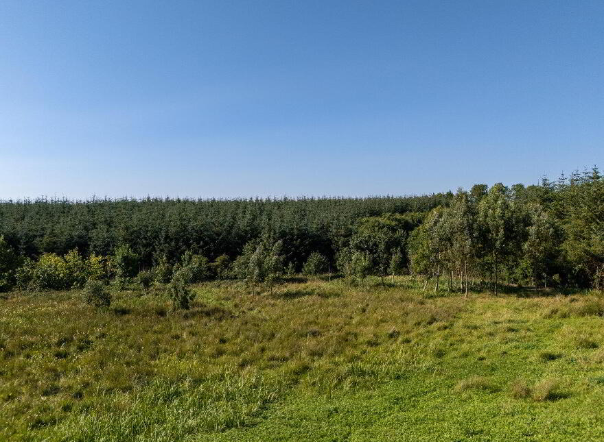Derrylow, Rn3682f (For ID), Croghan, F52YP99