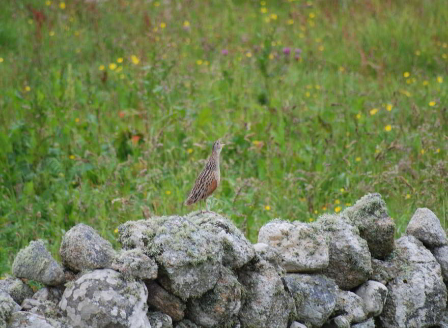 Turbot Island, Clifden, H71XD83