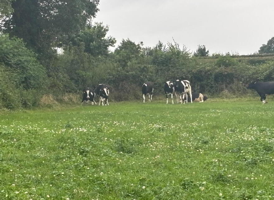 Land 1, Coash Road, Dungannon, BT71 6JE