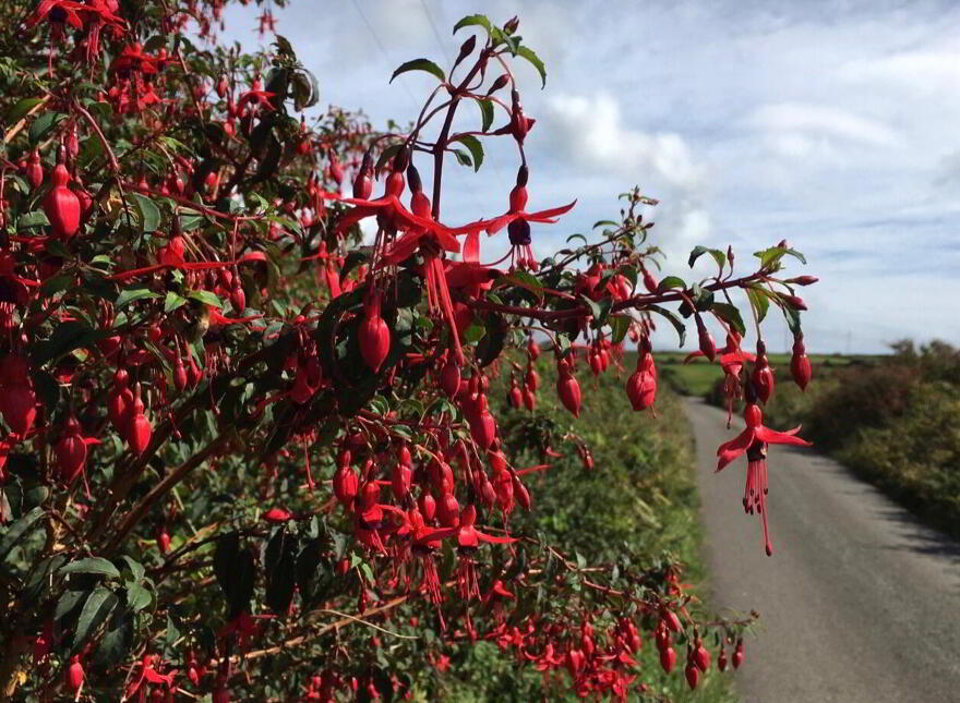 Ballyrishteen, Dingle, Lispole, V92TP64