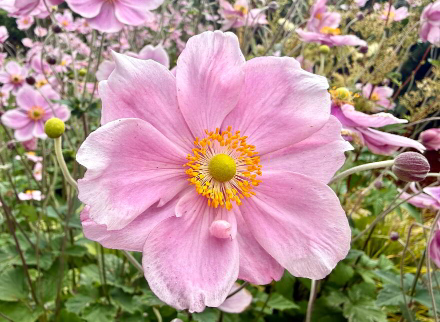 62 Templeard, Culmore, Derry, BT48 8FE