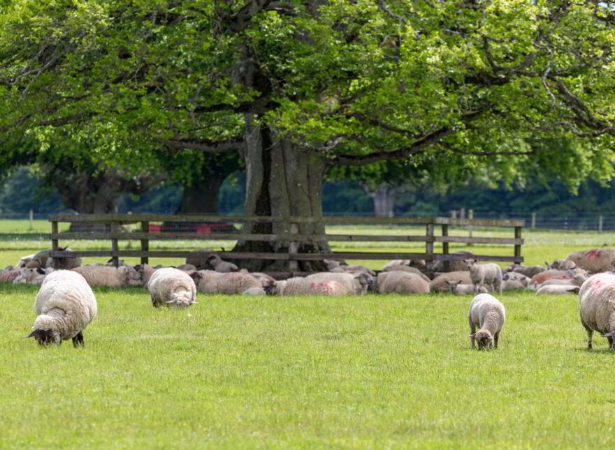 Sopwell Hall Estate ( 100-Acres), Ballingarry North, E53YN99