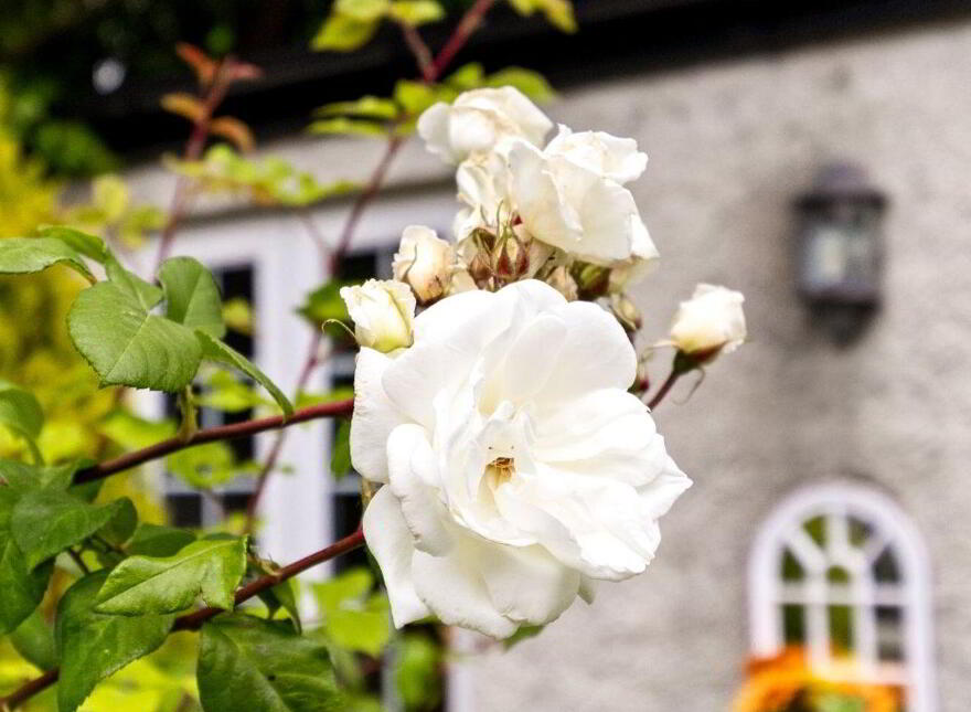 Glendaars House, Daars, Sallins, W91K225