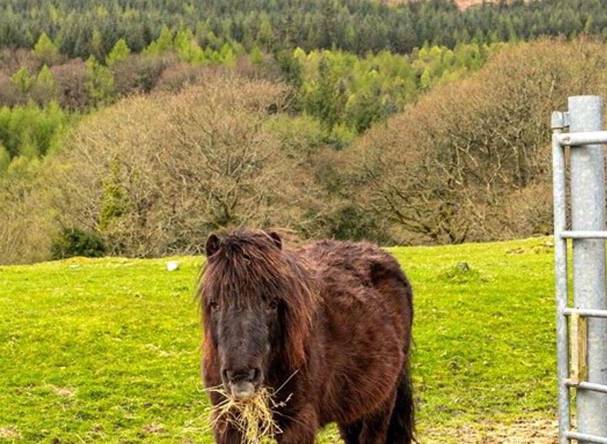 River Run, Glendalough, Glendalough, A98E436
