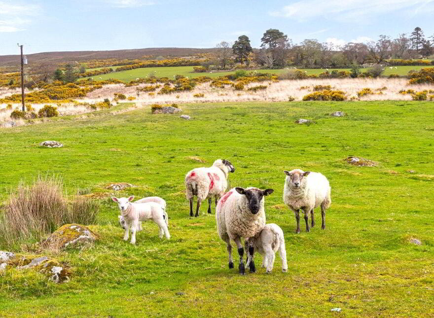 River Run, Glendalough, Glendalough, A98E436