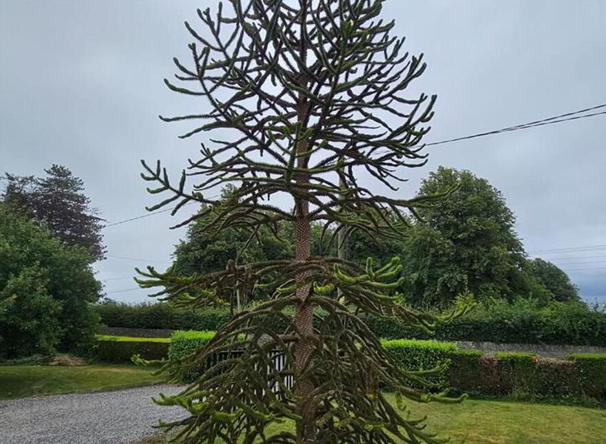 Grangemore, Milemill, Kilcullen, R56X033