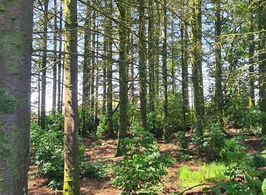 Loughmouge Upper, Dunlavin