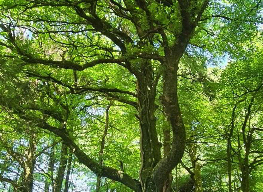 Loughmouge Upper, Dunlavin