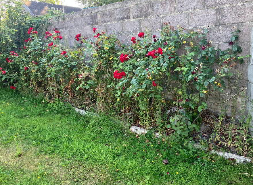 18 Funshion, River Valley, Mallow, P51VYP3