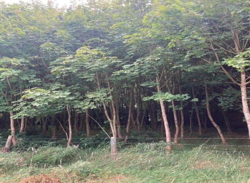 C. 8.78 Hectares (21, 70 Acres) At Nicharee, Duncormick