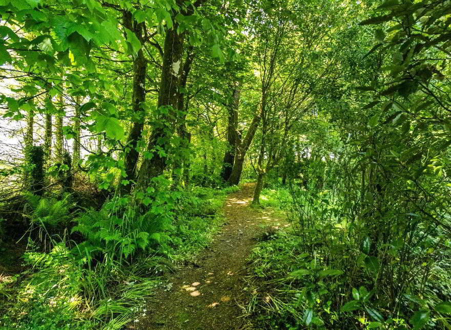 Dun Ard, Meeleen, Knockraha, T56K883
