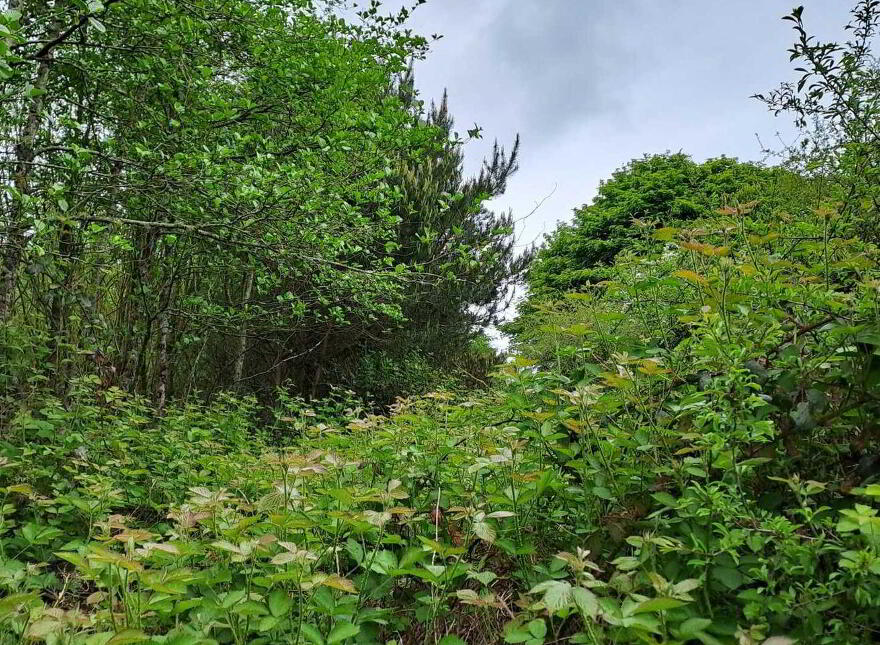 High Nature Value Site, C.93 Acres, Gortacurrig, Kildorrery Near, Fermoy