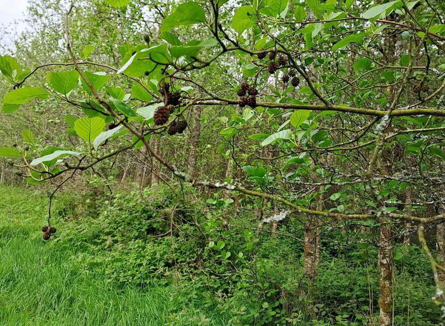 High Nature Value Site, C.93 Acres, Gortacurrig, Kildorrery Near, Fermoy