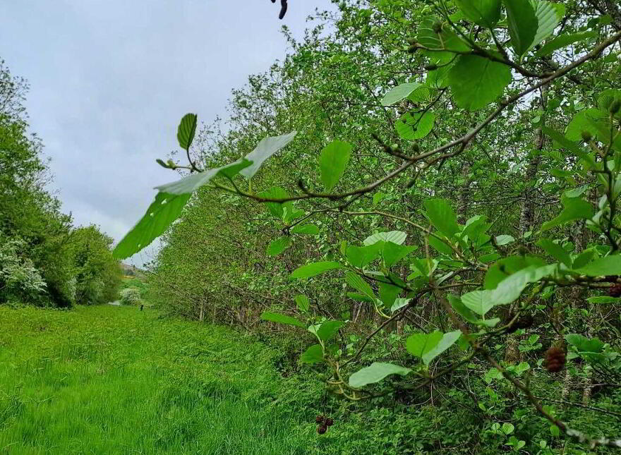 High Nature Value Site, C.93 Acres, Gortacurrig, Kildorrery Near, Fermoy