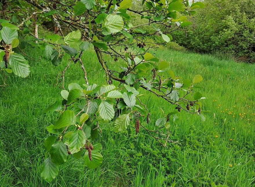 High Nature Value Site, C.93 Acres, Gortacurrig, Kildorrery Near, Fermoy