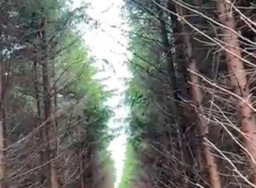 High Nature Value Site, C.93 Acres, Gortacurrig, Kildorrery Near, Fermoy