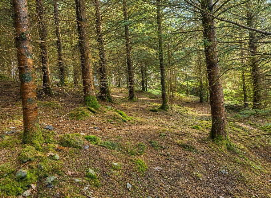 C.53 Acres Forrest, Rearoe, Clogheen Near, Mitchelstown