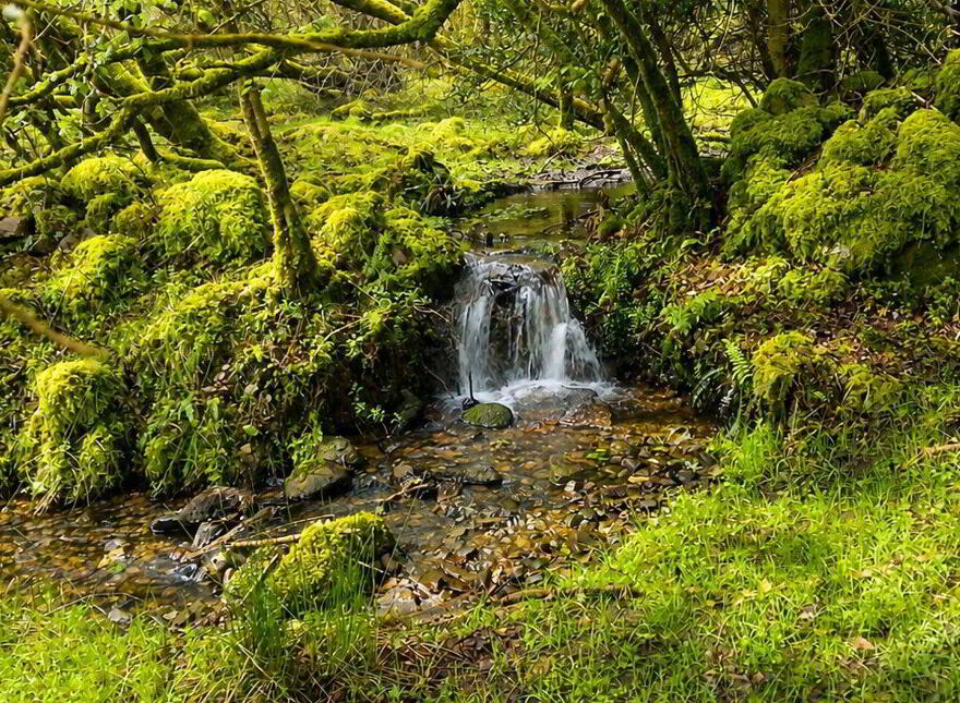C.53 Acres Forrest, Rearoe, Clogheen Near, Mitchelstown