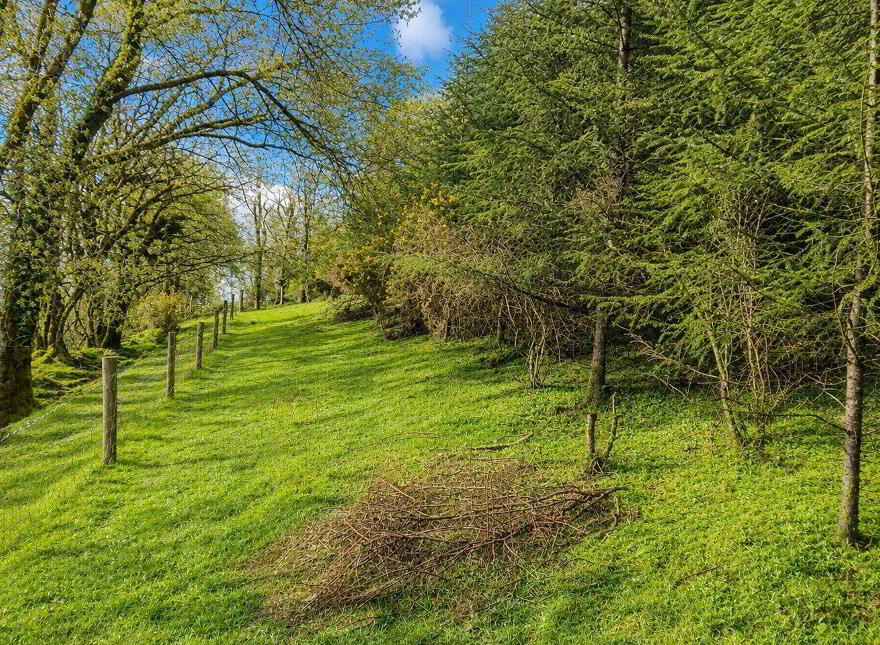 C.53 Acres Forrest, Rearoe, Clogheen Near, Mitchelstown