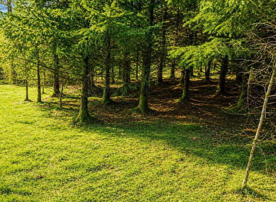 C.53 Acres Forrest, Rearoe, Clogheen Near, Mitchelstown
