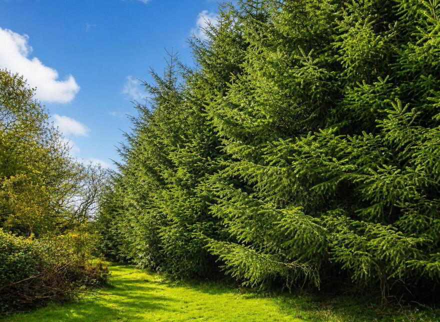 C.53 Acres Forrest, Rearoe, Clogheen Near, Mitchelstown