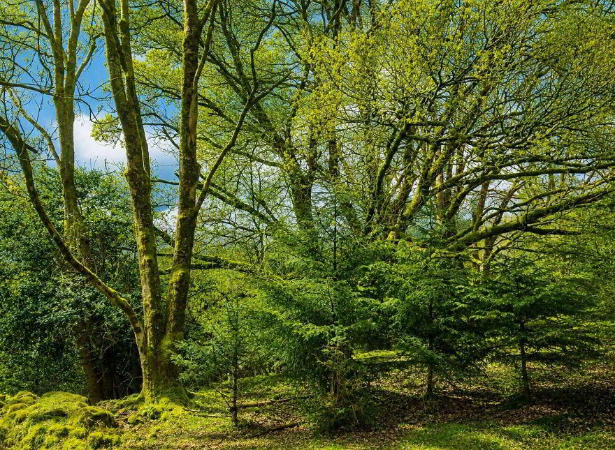 C.53 Acres Forrest, Rearoe, Clogheen Near, Mitchelstown