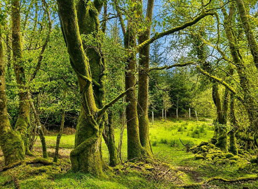 C.53 Acres Forrest, Rearoe, Clogheen Near, Mitchelstown