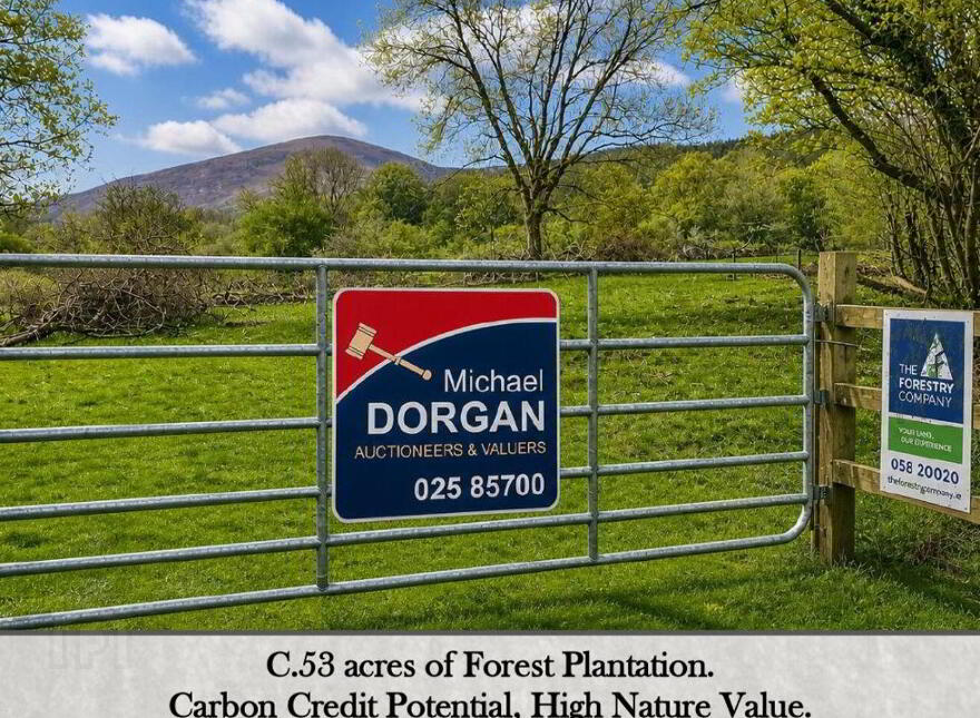 C.53 Acres Forrest, Rearoe, Clogheen Near, Mitchelstown