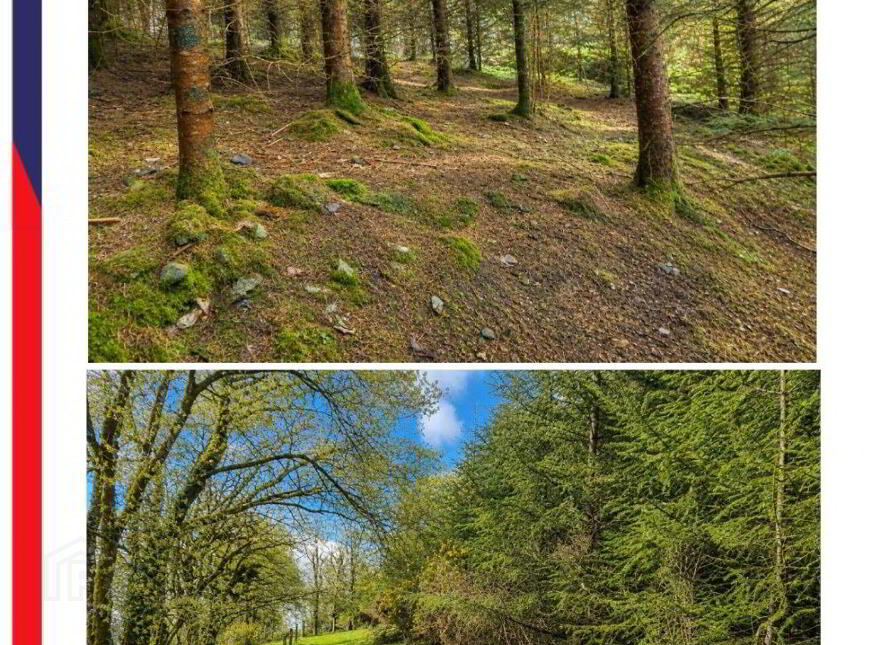 C.53 Acres Forrest, Rearoe, Clogheen Near, Mitchelstown