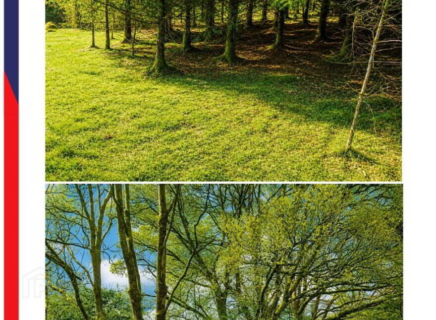 C.53 Acres Forrest, Rearoe, Clogheen Near, Mitchelstown