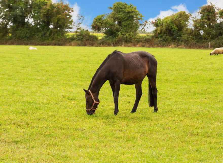 Moorefield House, Berrillstown, Dunshaughlin, C15C8N3