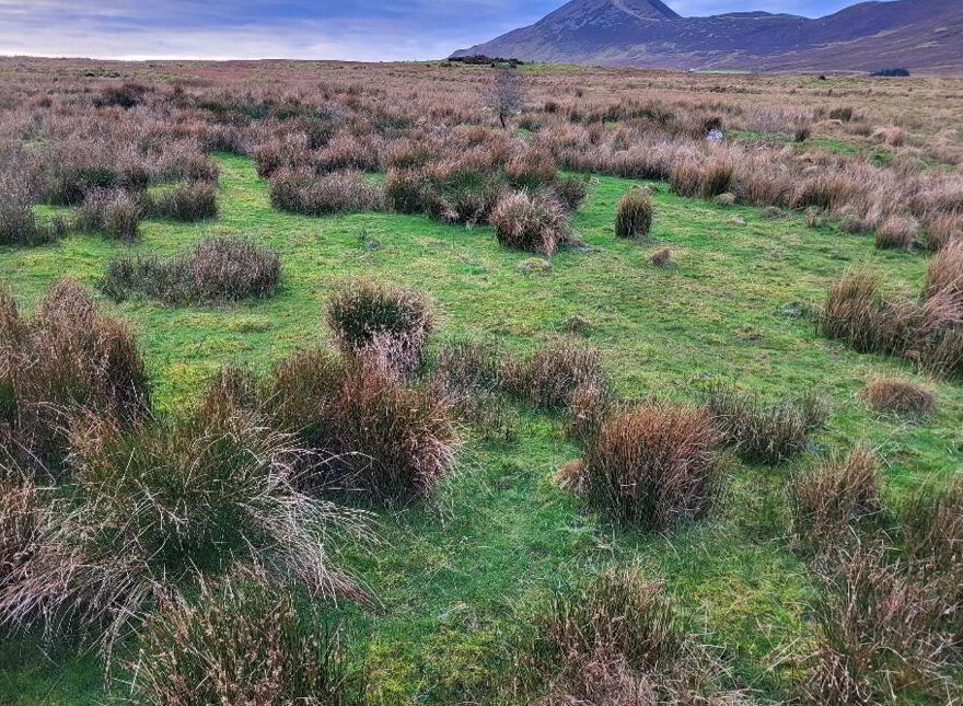 Owenwee, Westport