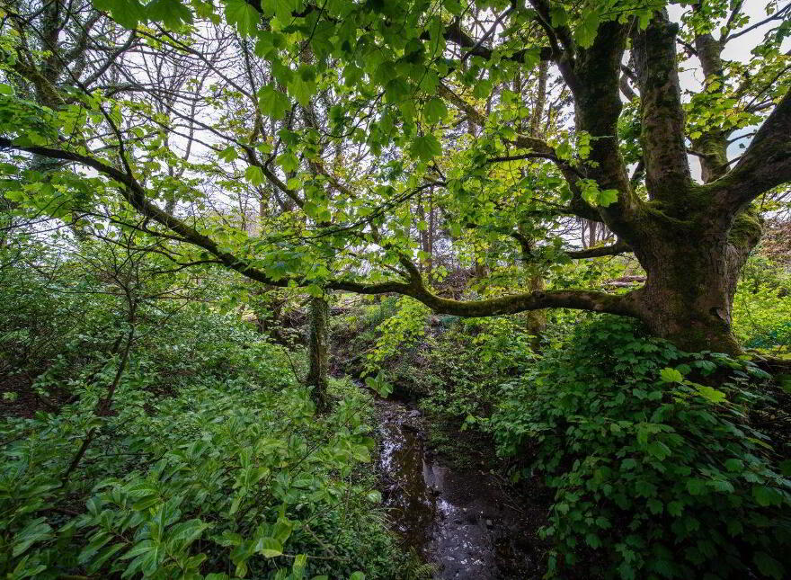 Lissadrone, Killogeary, Killogeary, F26YY26