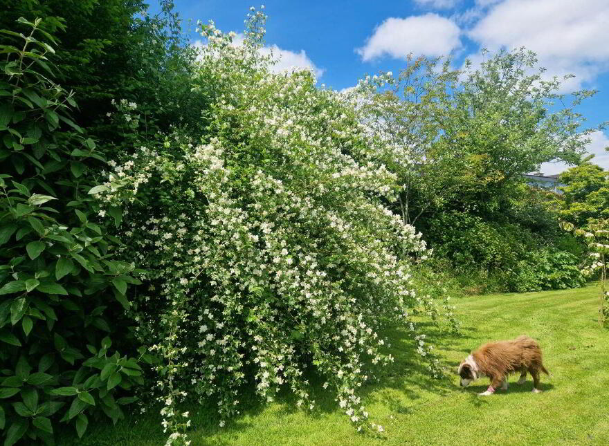 `irish House` On, C. 1.85 Acres, Creggs Road, Glenamaddy, F45D766