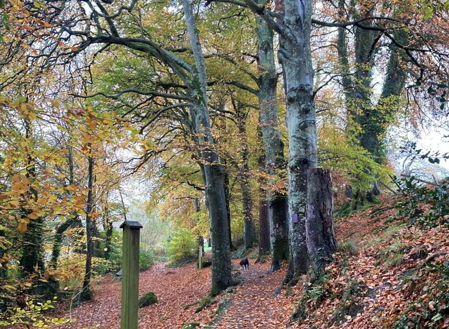 Stradbally, Castleconnell, V94VHX3