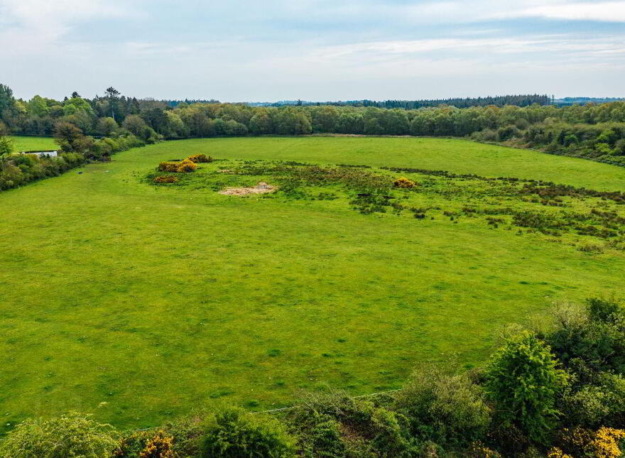 Derrymahon, Timahoe, Coill Dubh