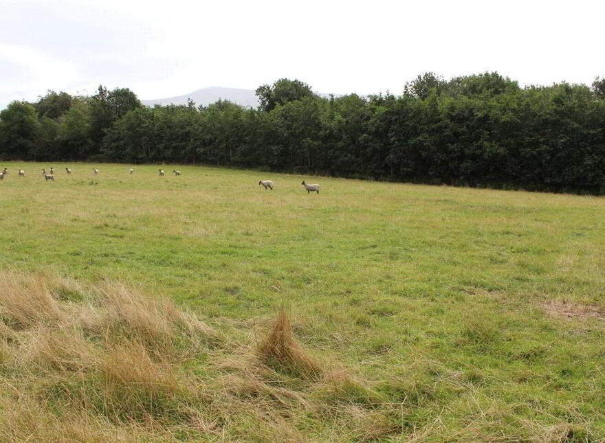 Sites, Corrie Beg, Bagenalstown