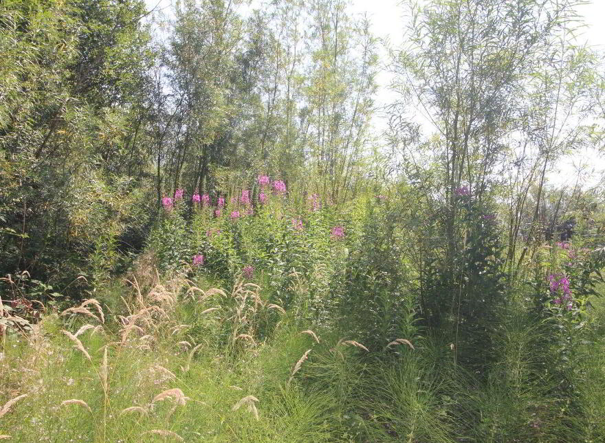 Thistle Doo, Annaduff Glebe, Annaduff, Annaduff, N41N500
