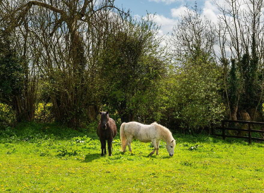 Gort Na Pise, Peafield, Pike Of Rush Hall, R32N9Y7