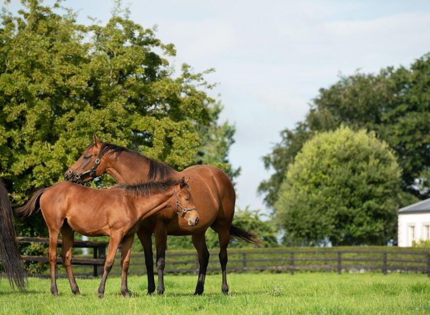 Triermore House, And Stud Farm, Fordstown, Fordstown, C15H5KH